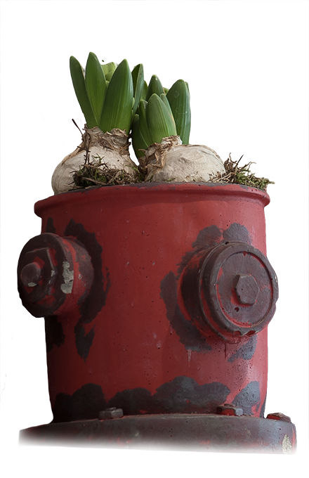 Kwiaty na stoiska targowe - Poznań